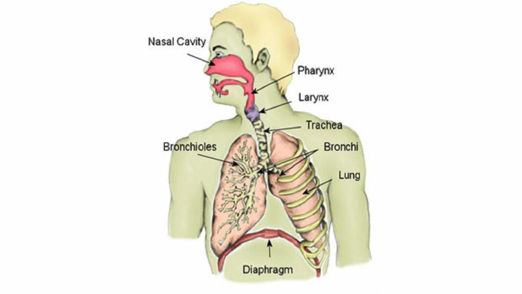 Sistem Organ Pernapasan