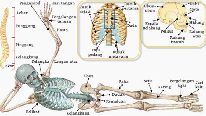 Sistem Gerak Pada Manusia Terdiri Dari 3 Bagian Apa Saja