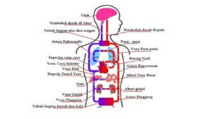 Sistem Peredaran Darah Manusia dan Fungsinya Untuk Tubuh