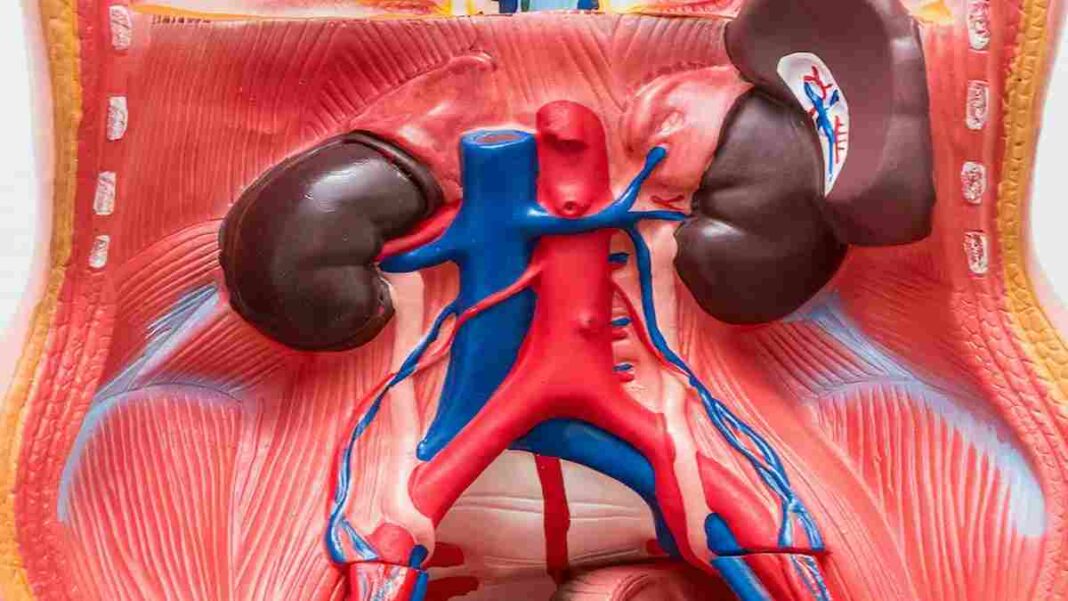 Organ Tubuh Manusia yang Vital Serta Organ Bagian Luarnya